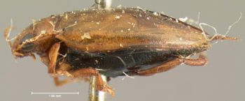 Media type: image;   Entomology 5999 Aspect: habitus lateral view